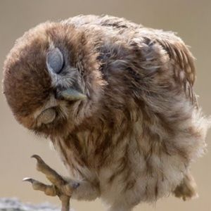 Meet your Posher, Lynne